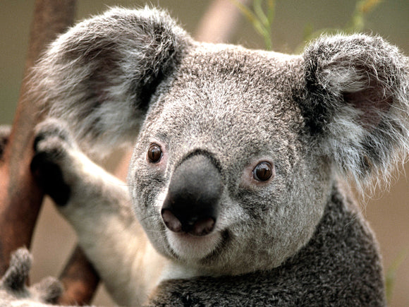 Copy of animal
